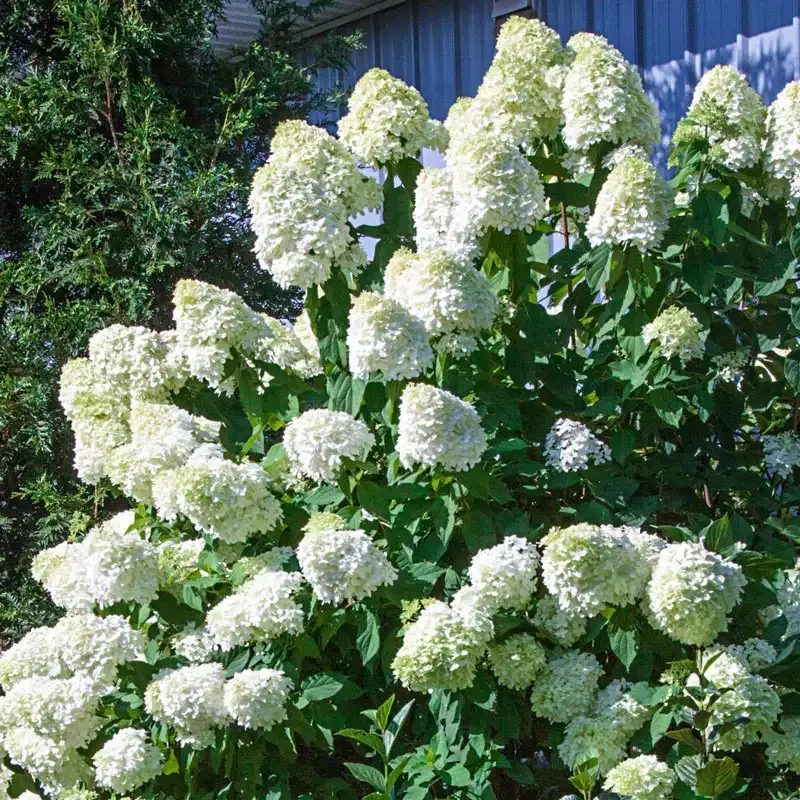 Limelight Hydrangea Paniculata Flowering Shrub 3