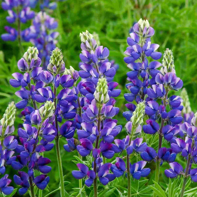 Blue Lupine Perennial Wildflower Seeds for Garden Landscapes
