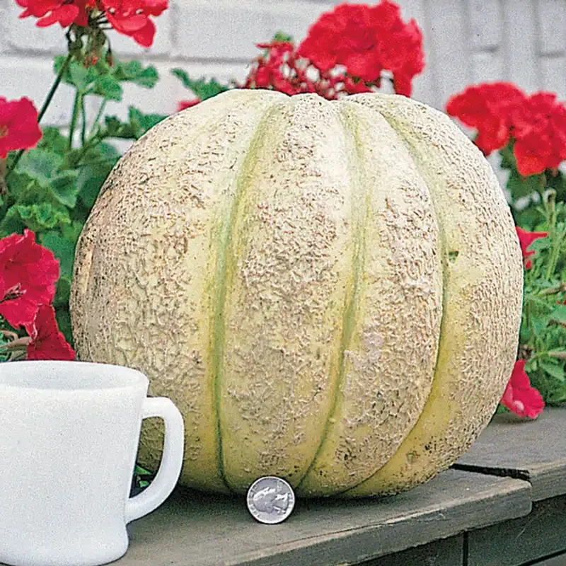 Giant Improved Hybrid Cantaloupe Seeds for Home Gardening