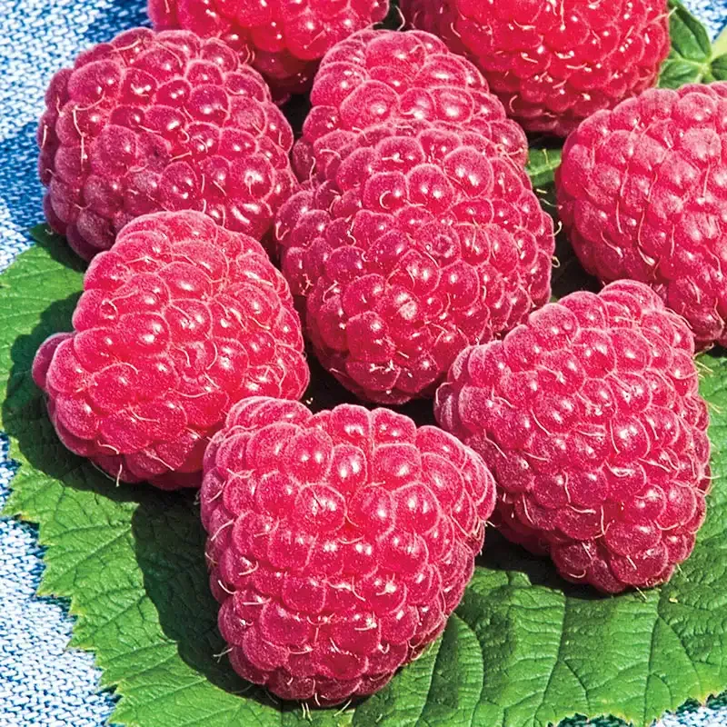 Everbearing Red Raspberry Plant - Primocane Fruit Bush