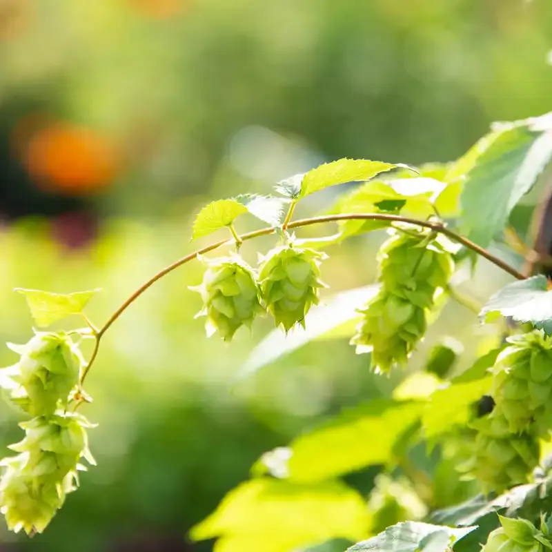 Nugget Hops Perennial Vine - Hardy Rhizome for Garden Cultivation 3
