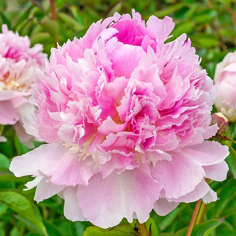 Peony Fragrance Collection - Floral Scented Home Accessory Set 1