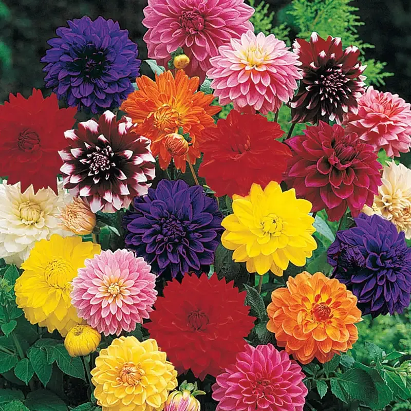 Decorative Dahlia Tuber Mix - Assorted Garden Flower Bulbs