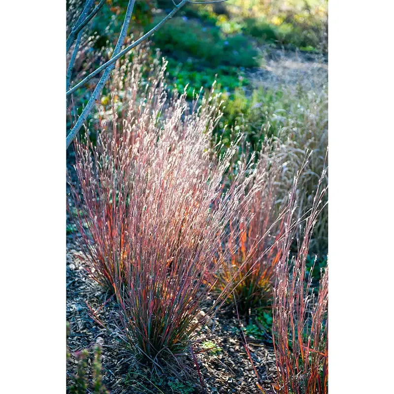 Standing Ovation Little Bluestem (Schizachyrium scoparium) Ornamental Perennial Grass 2