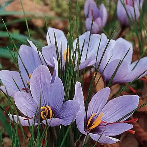 Saffron Crocus Sativus Bulbs for Home Gardening