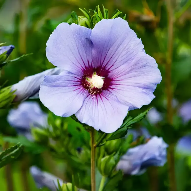 Bluebird Hibiscus Perennial Flowering Shrub 5
