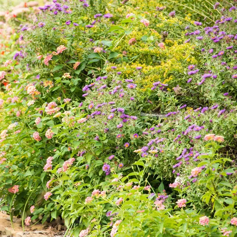 Fireworks Goldenrod (Solidago rugosa) Perennial Garden Plant 2