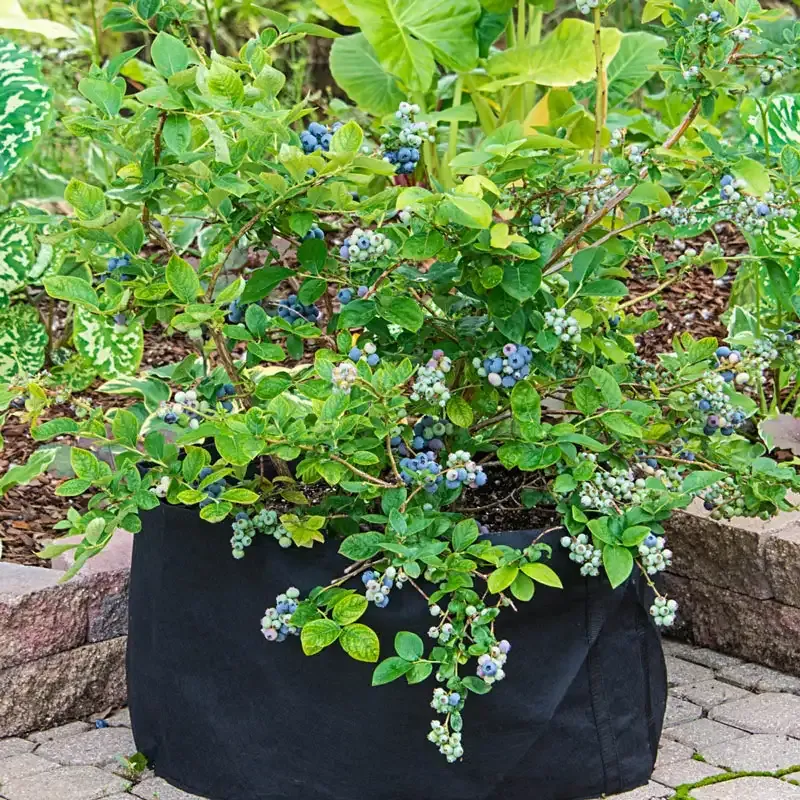 20 Gallon Fabric Garden Grow Bag with Reinforced Handles