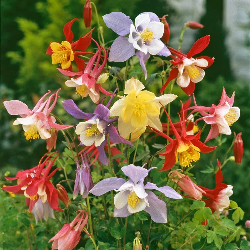 Mixed McKana Giant Columbine Perennial Flower Seeds