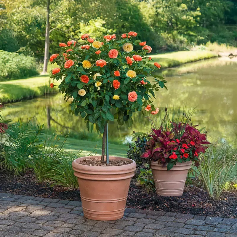 Floribunda Rose Bush - Disease Resistant Continuous Blooming Garden Shrub 1