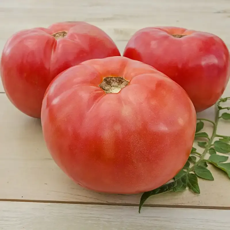 Brandywine Heirloom Tomato Seeds - Indeterminate Beefsteak Variety