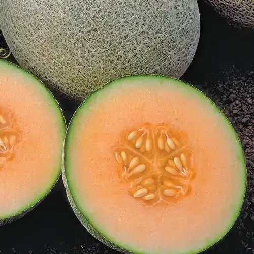 Ambrosia Hybrid Cantaloupe Seeds for Home Gardening