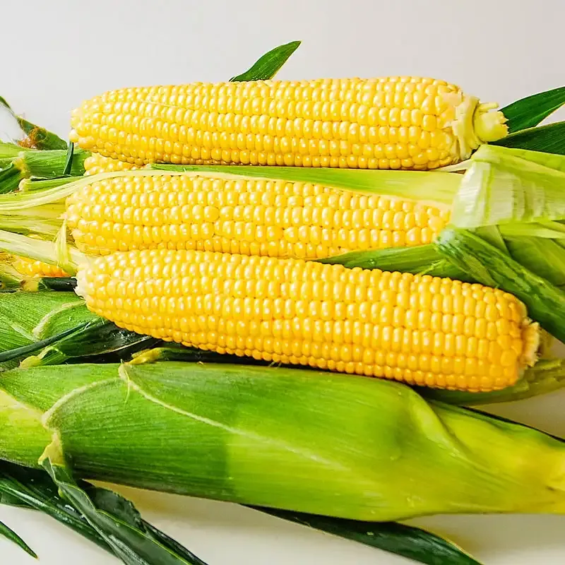 Equinox Sweet Corn Seeds - High-Performance Hybrid Vegetable Seeds
