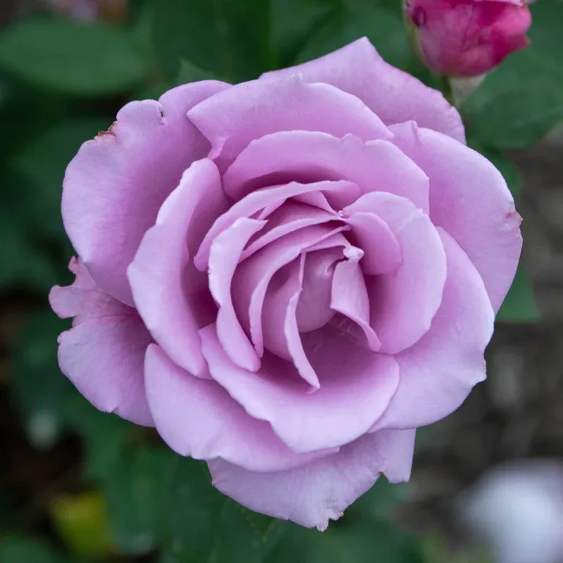 Blue Girl Hybrid Tea Rose Plant - Large Lavender-Blue Fragrant Blooms 3