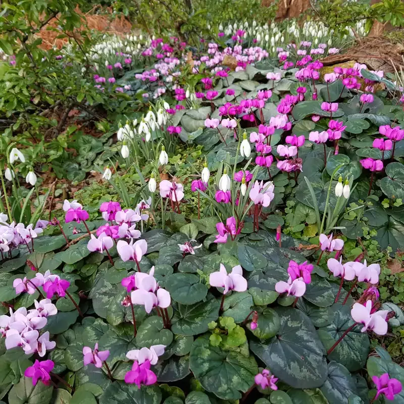 Hardy Cyclamen Perennial Flowering Bulbs for Shade and Woodland Gardens 2