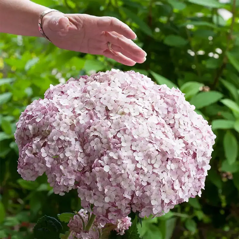 Blush Hydrangea Flowering Shrub with Sturdy Stem Structure
