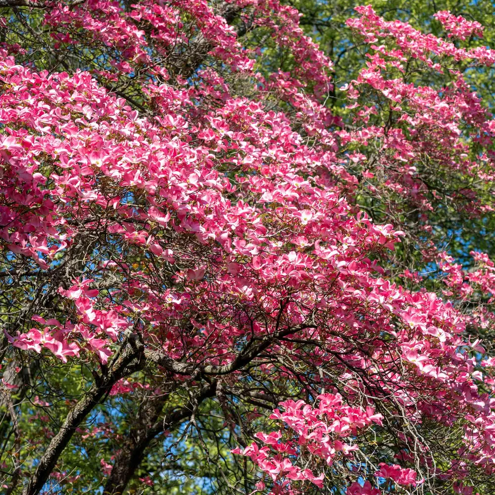 Cherokee Chief Pink Dogwood Ornamental Deciduous Tree 2