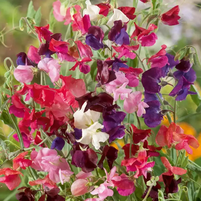 Annual Sweet Pea Heirloom Mix - Fragrant Climbing Garden Flowers