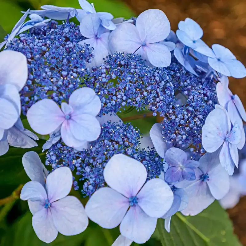 Reblooming Lacecap Hydrangea Shrub - Hardy Garden Plant