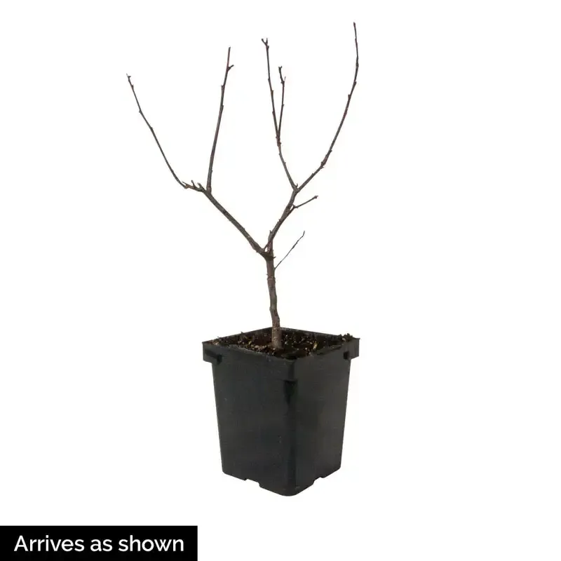 Winter Red Winterberry Pair - Decorative Artificial Floral Stems 3