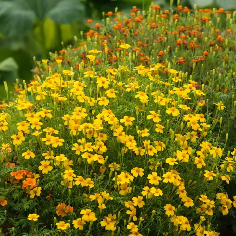 Signet Marigold Flower Seed Mix (Tagetes tenuifolia) 1