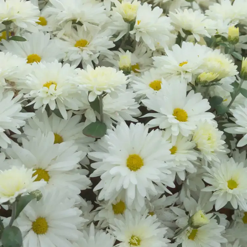 White Daisy Mammoth Mum Large Flowering Chrysanthemum 1