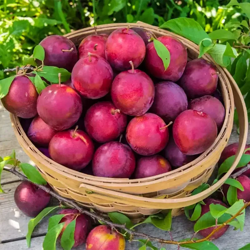 Alderman Plum Tree - Cold-Hardy Japanese Plum Variety