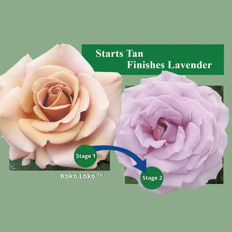Floribunda Rose Bush - Unique Coffee-Colored Garden Plant 1