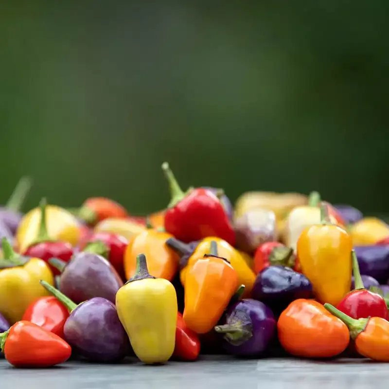 Chinese Five-Color Hot Pepper Seeds - Ornamental Edible Chili Plant