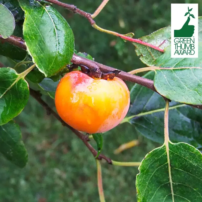 Caramel Cocktail American Persimmon Tree - Cold Hardy Fruit Variety