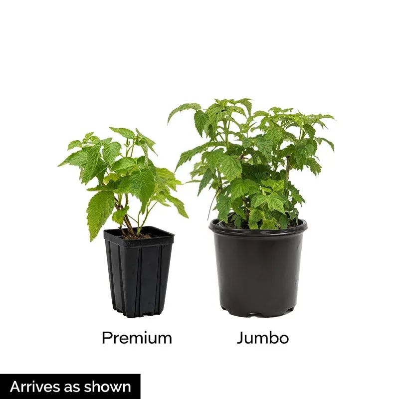 Meeker Raspberry Plants - High-Yield Summer-Bearing Rubus idaeus 1