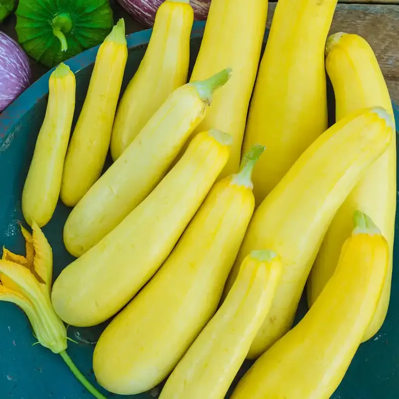 Smooth Criminal Hybrid Summer Squash Seeds - Productive Garden Vegetable 1