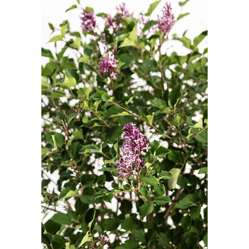 Bloomerang Reblooming Lilac Flowering Shrub 4