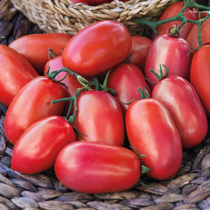 Supremo Hybrid Tomato Seeds for Home Gardening 1