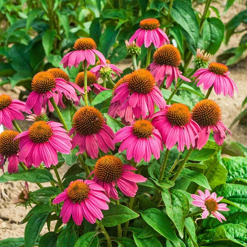 Wild Berry Coneflower (Echinacea purpurea) Perennial Flowering Plant