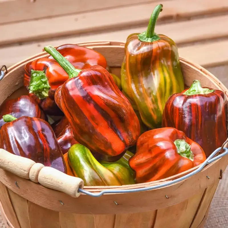Candy Cane Chocolate Cherry Hybrid Sweet Pepper Seeds 1