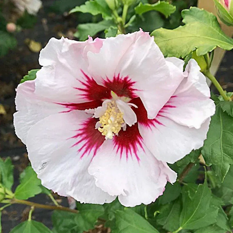 Hibiscus Floral Print Tropical Style Apparel