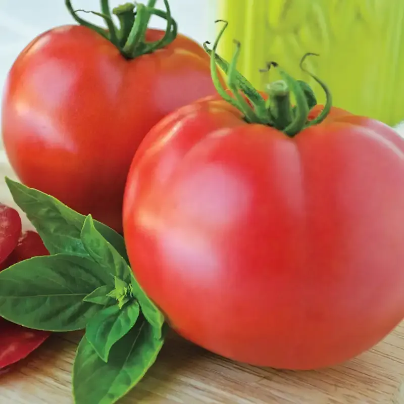 Pink Cadillac VFF Hybrid Tomato Seeds - Disease Resistant Variety