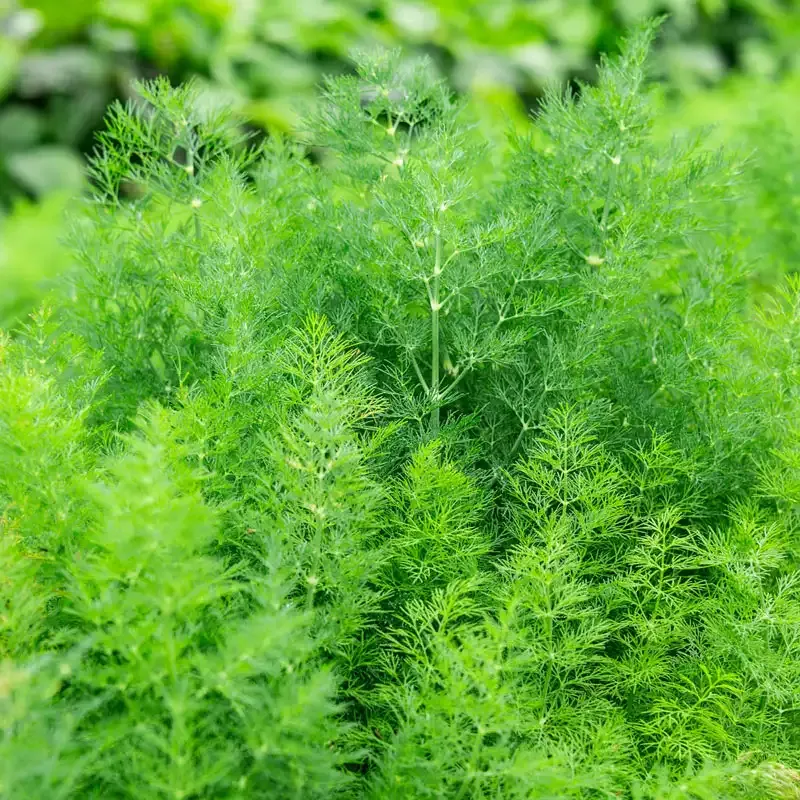 Dill Delight Herb - Dried Culinary Seasoning