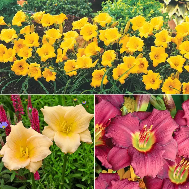 Walkway Dwarf Reblooming Daylily Collection - Compact Perennial Garden Plants