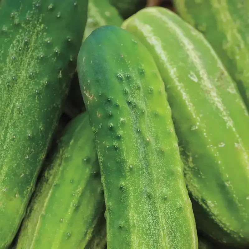 Bush Pickle Hybrid Pickling Cucumber Seeds for Compact Gardens