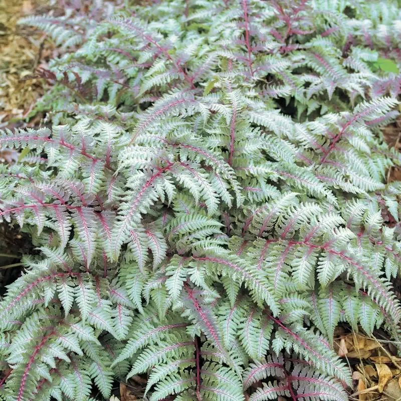 Japanese Painted Fern (Athyrium niponicum) - Silver-Leaf Shade Perennial 1