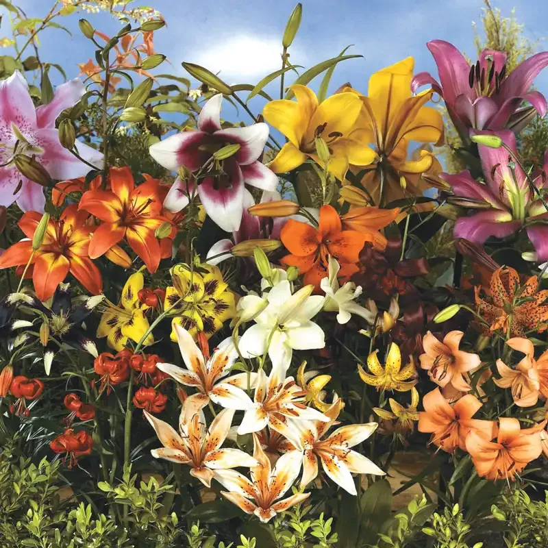 All Summer Lily Bulb Mix - Assorted Perennial Flower Bulbs 1