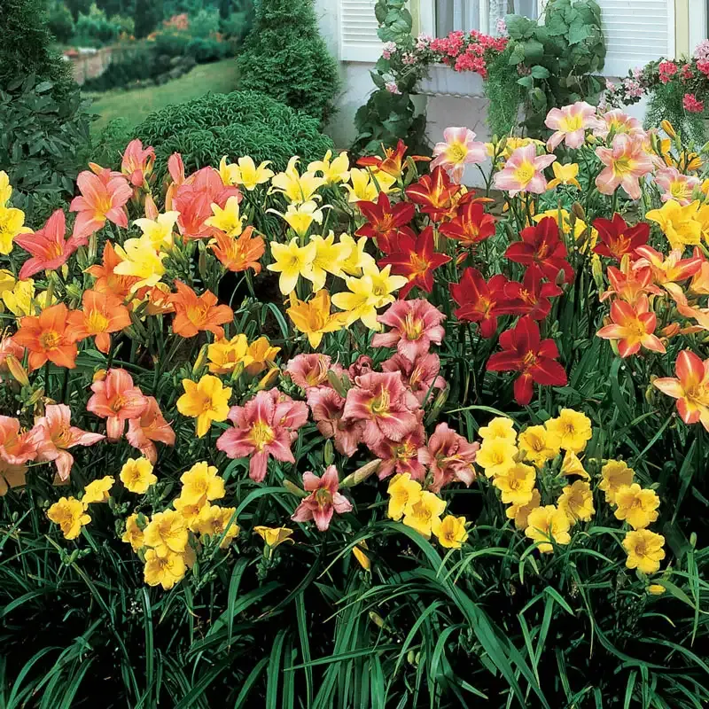 Assorted Daylily Collection - Perennial Garden Flower Bulbs 1