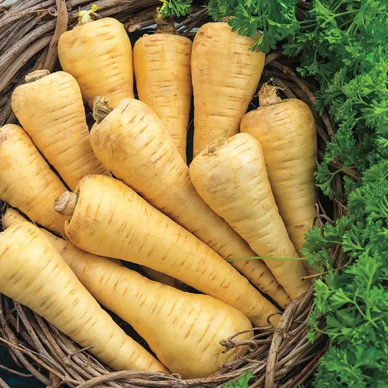 All American Parsnip Seeds for Home Vegetable Gardening 1