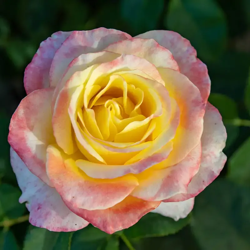 Make Me Blush Hybrid Tea Rose Garden Shrub
