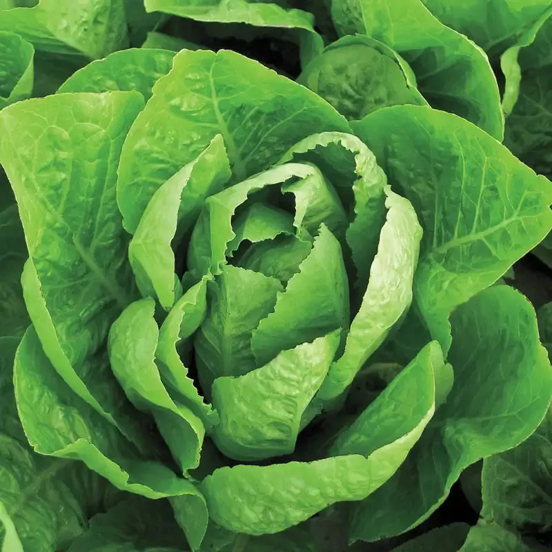 Super Jericho Romaine Lettuce Seeds - Heat Tolerant and Bolt Resistant Variety