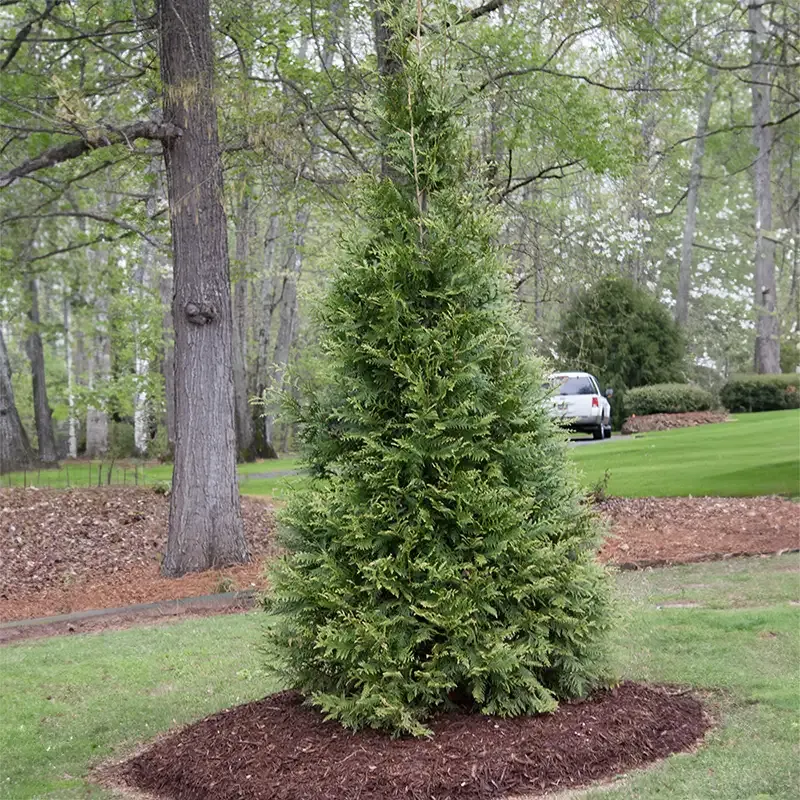 Green Giant Arborvitae (Thuja 'Green Giant') Evergreen Privacy Tree 1