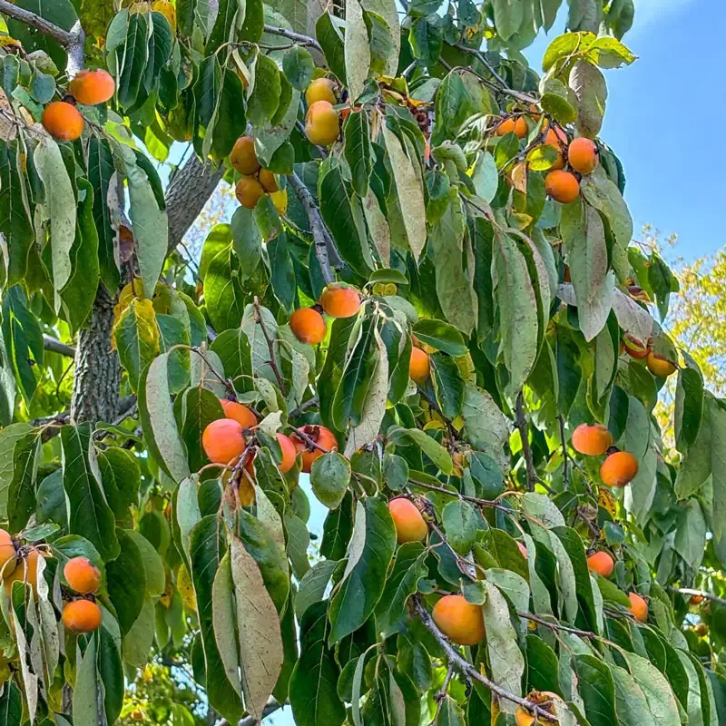 Caramel Cocktail American Persimmon Tree - Cold Hardy Fruit Variety 2