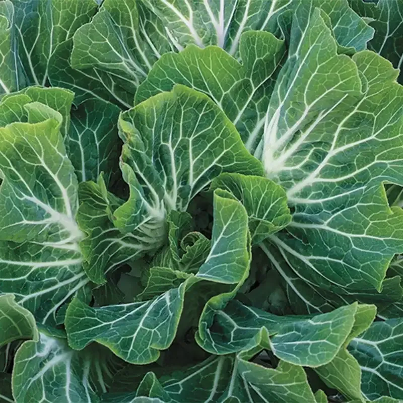 Tronchuda Beira Sea Kale Heirloom Seeds for Home Gardening